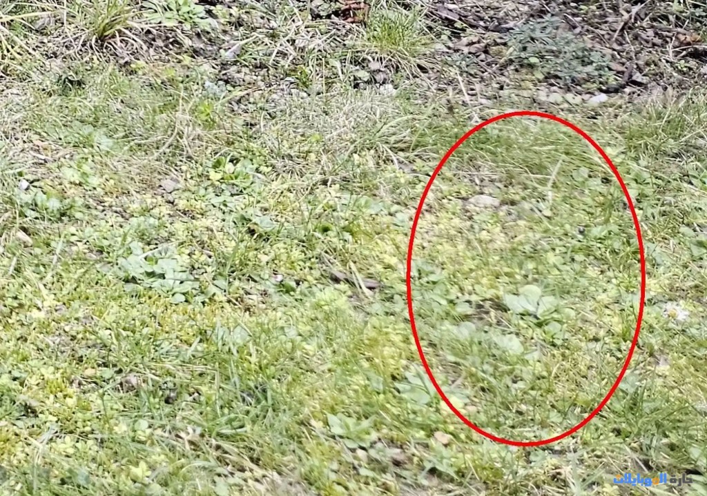 الحل قائم على مشكلة الصورة الباهتة في s23+