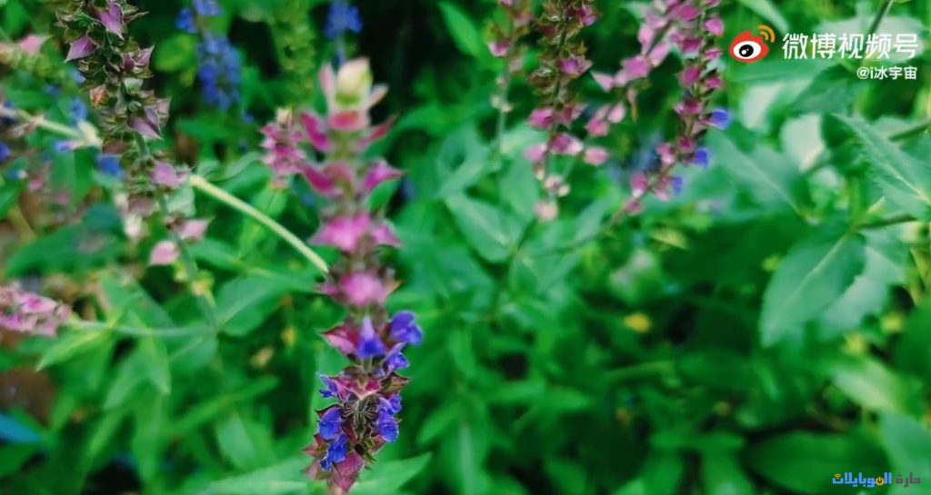 تصوير كاميرا galaxy s24 ultra القادم