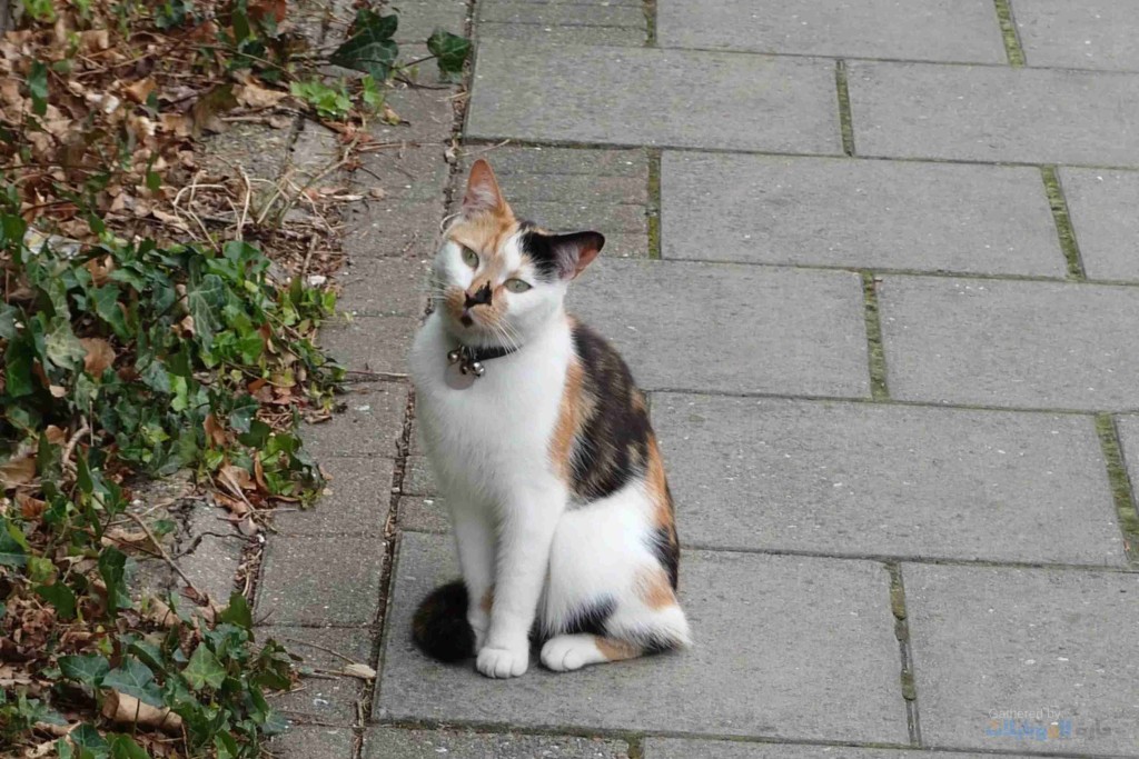 صورة ملتقطة بهاتف sony xperia 1 vi