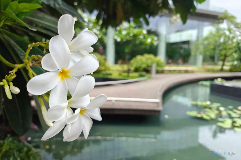 صورة ملتقطة بهاتف realme gt 6