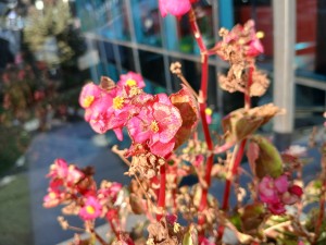 مراجعة تصوير كاميرا هاتف samsung salaxy a16