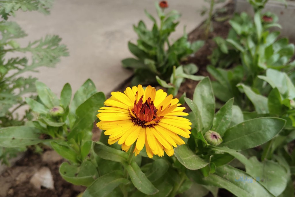مراجعة جودة تصوير كاميرا هاتف xiaomi redmi 14c 5g